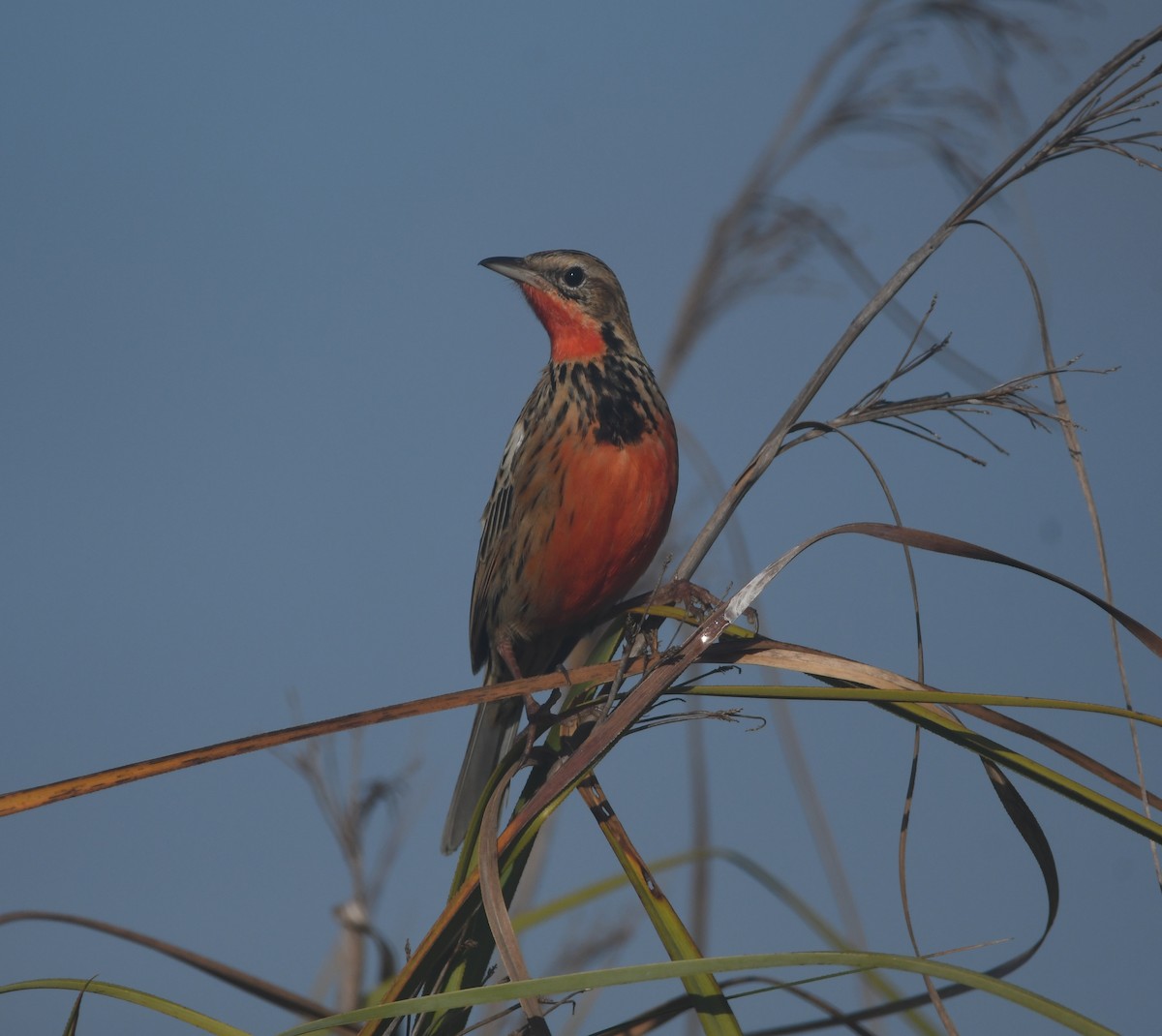 Rosy-throated Longclaw - ML640702014
