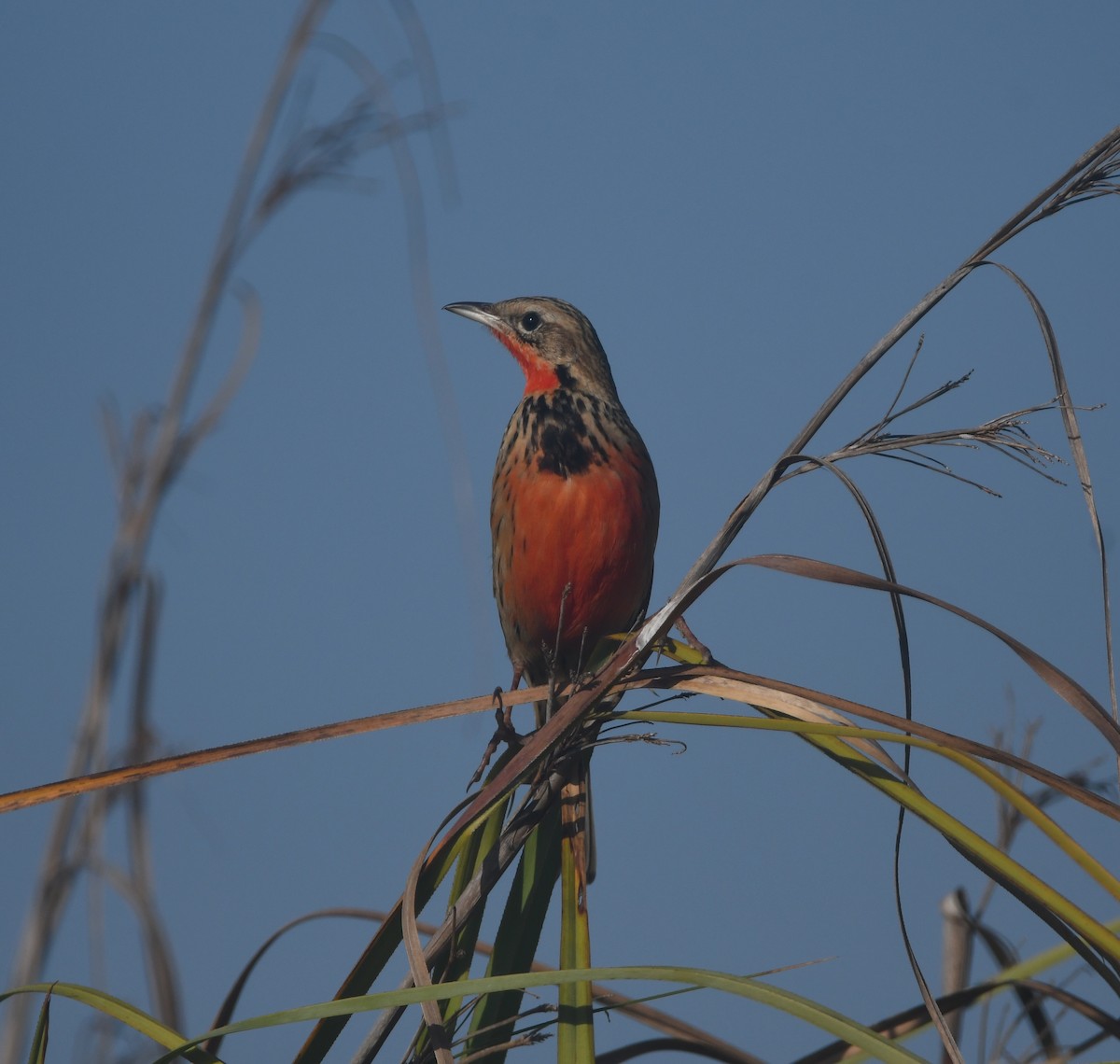 Rosy-throated Longclaw - ML640702040