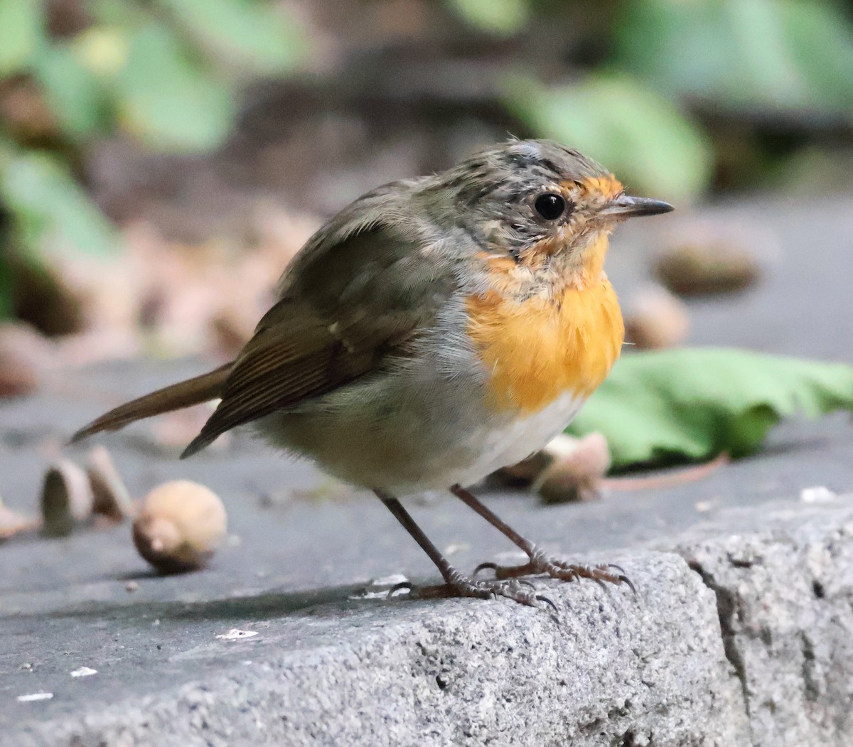 European Robin - ML640702064