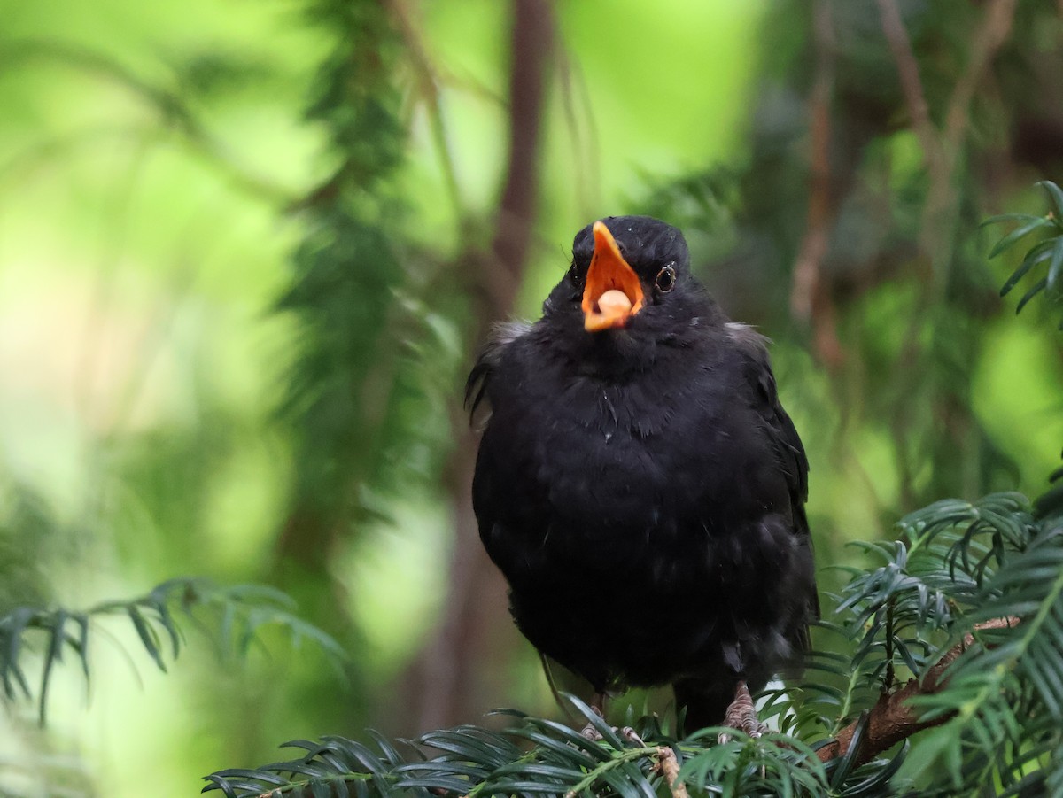 Eurasian Blackbird - ML640702075