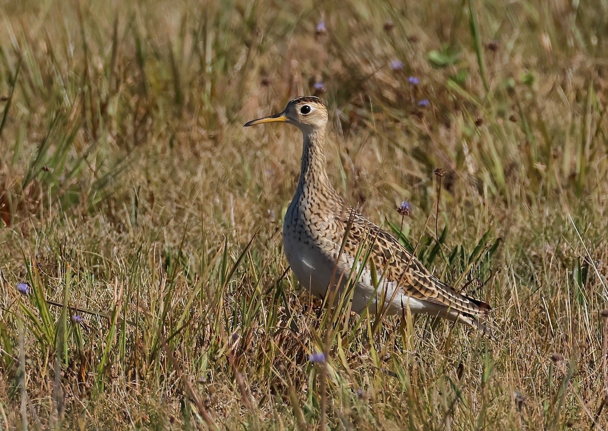 Upland Sandpiper - ML640702077