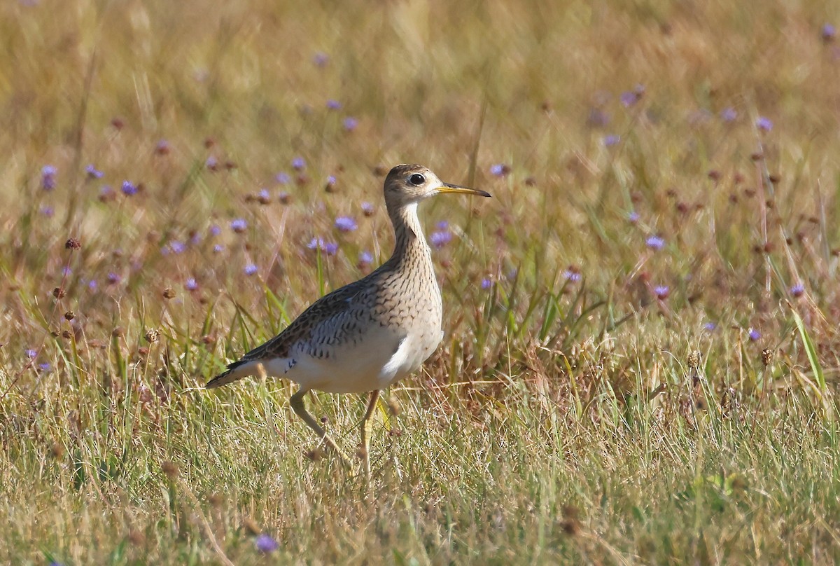 Upland Sandpiper - ML640702079