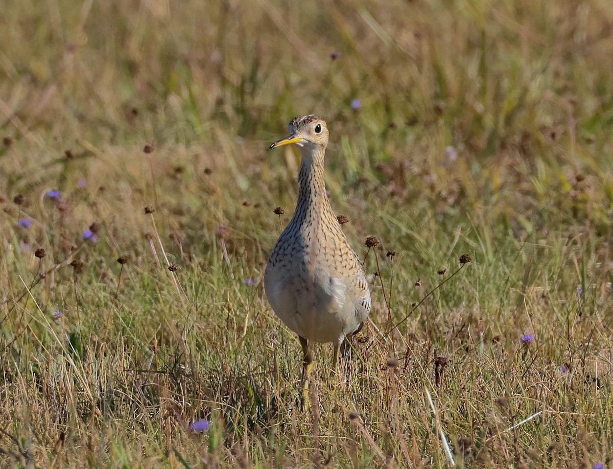 Upland Sandpiper - ML640702088