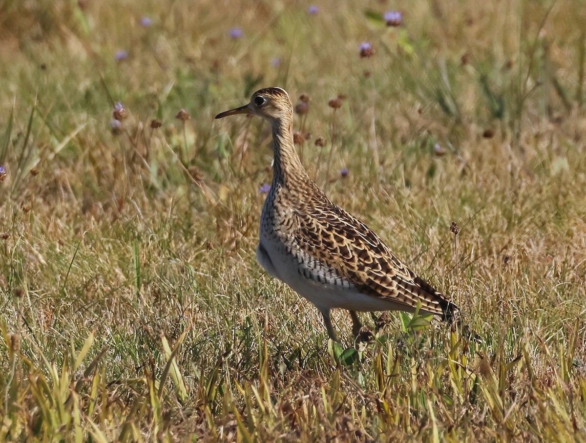 Upland Sandpiper - ML640702090