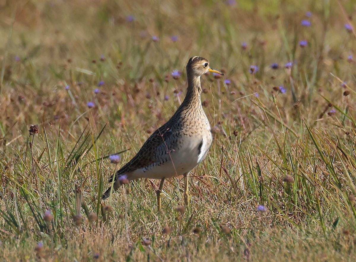 Upland Sandpiper - ML640702092