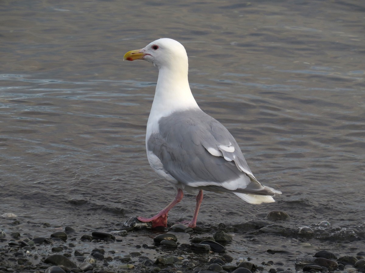Glaucous-winged Gull - ML640702099