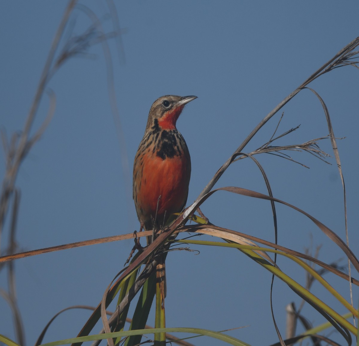 Rosy-throated Longclaw - ML640702151