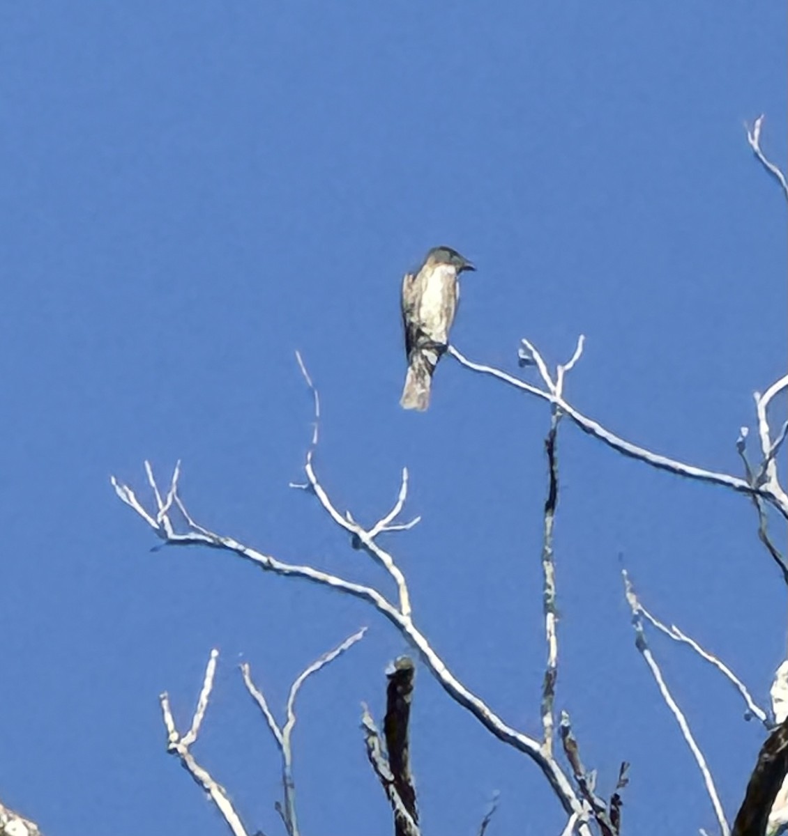 Olive-sided Flycatcher - ML640702158