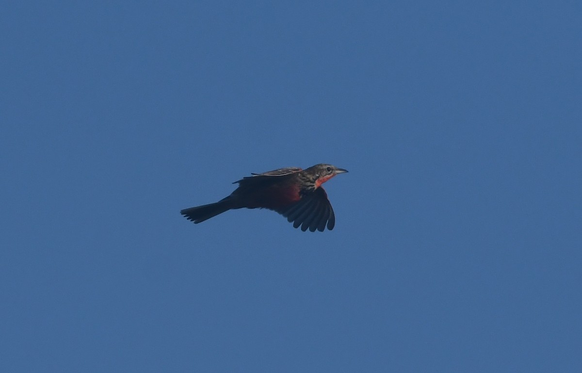 Rosy-throated Longclaw - ML640702185