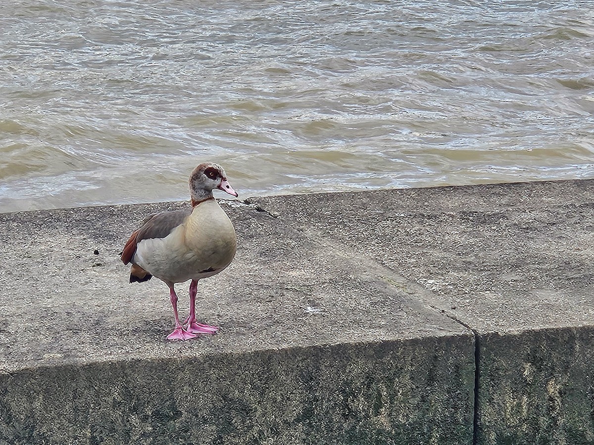 Egyptian Goose - ML640702192