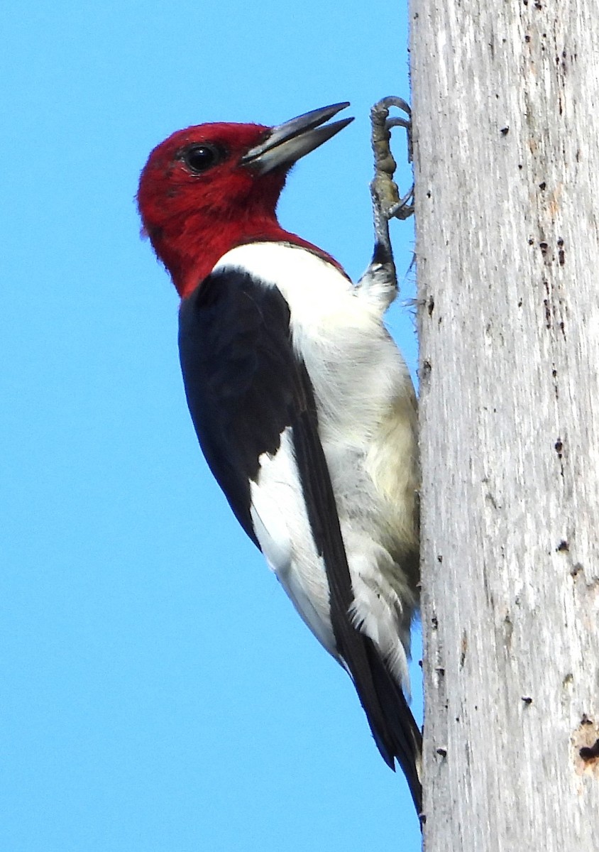 Red-headed Woodpecker - ML640702213