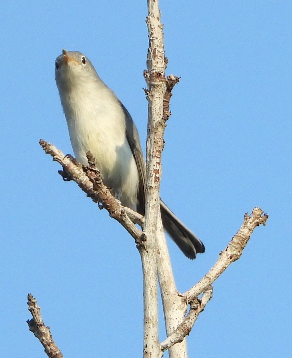 Blue-gray Gnatcatcher - ML640702223