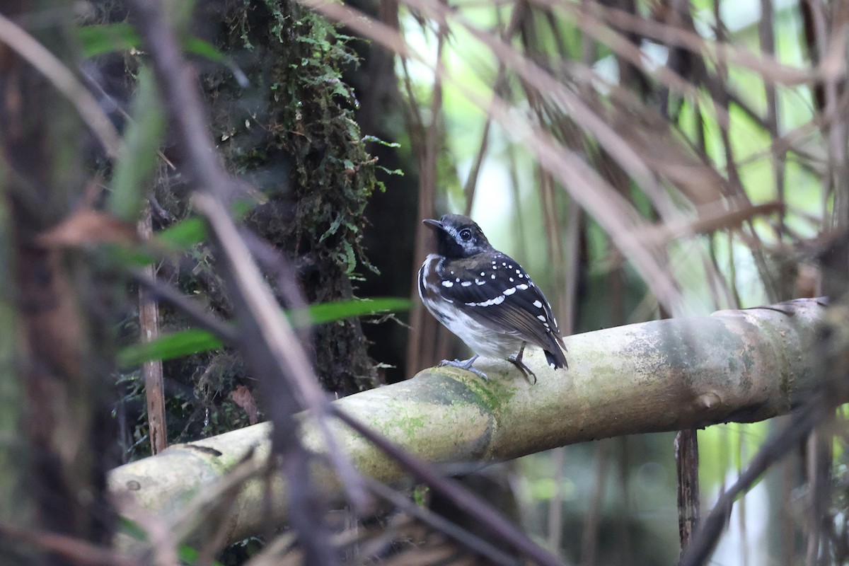 Dot-backed Antbird - ML640702245
