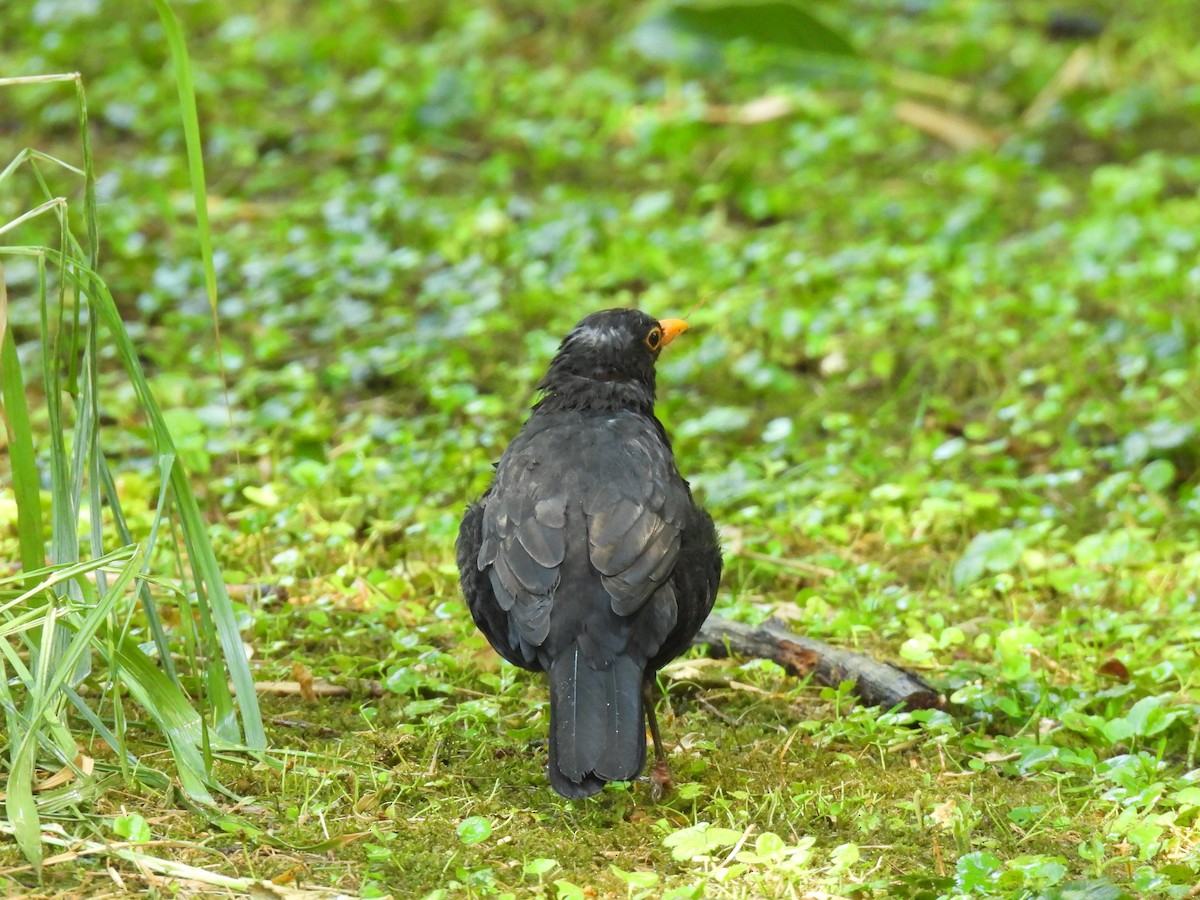 Хар хөөндэй - ML640702250