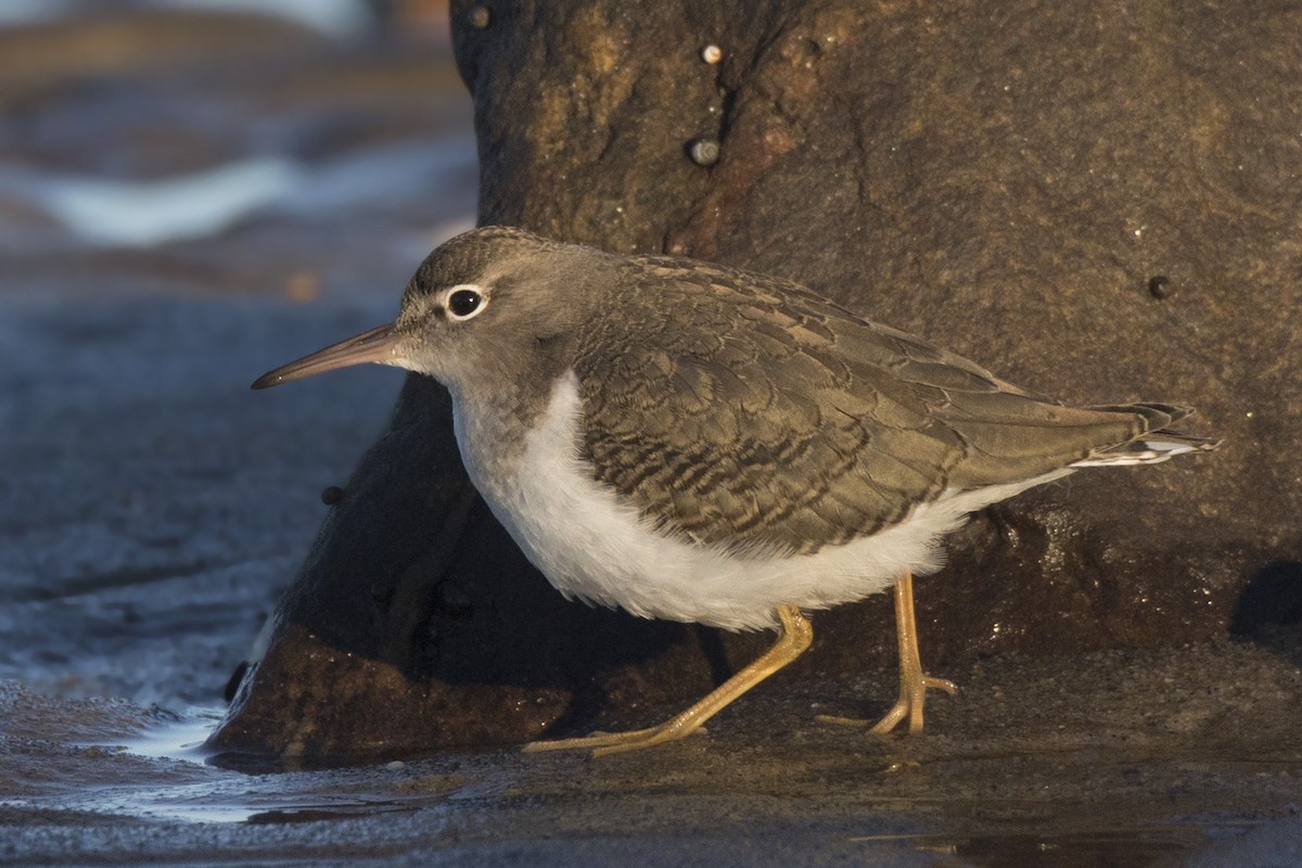 Spotted Sandpiper - ML640702267