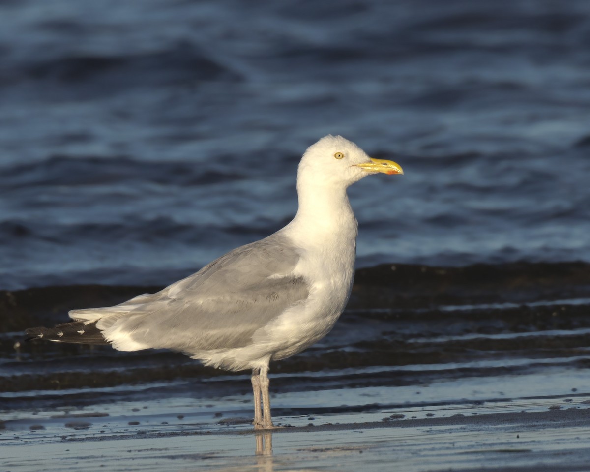 American Herring Gull - ML640702282