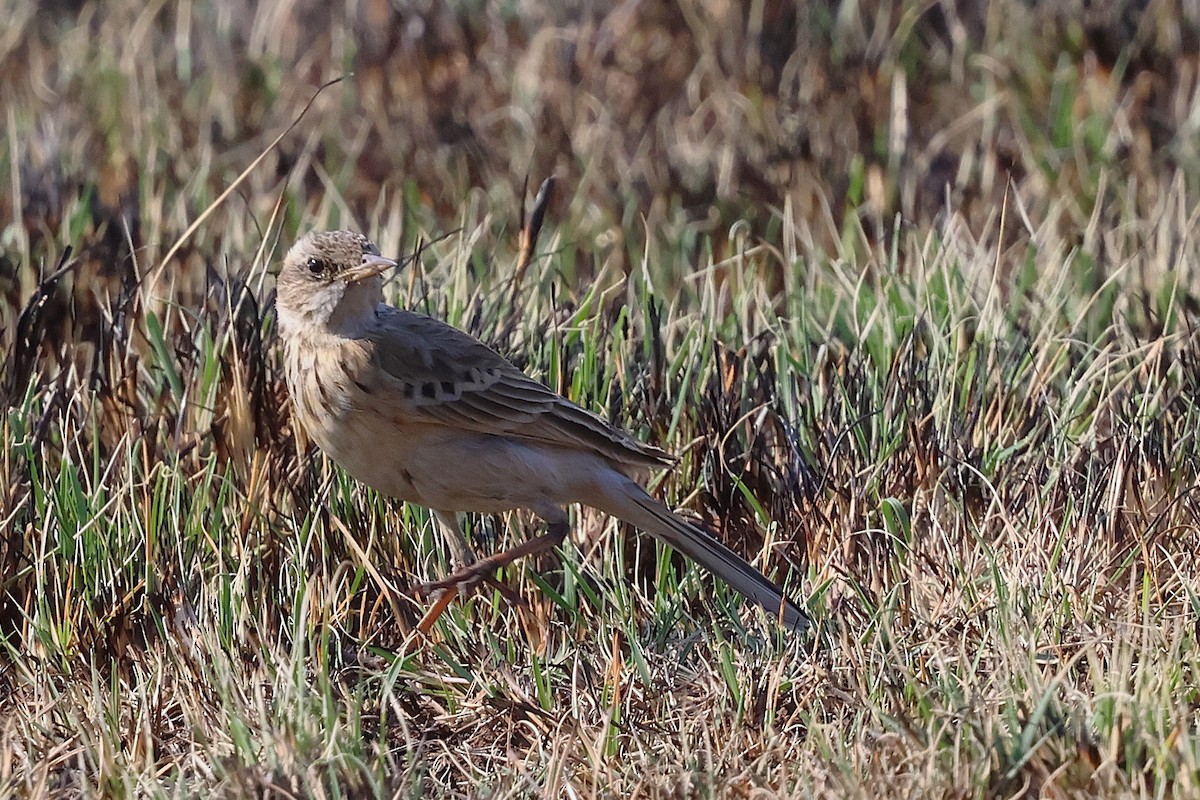 Nicholson's Pipit - ML640702295