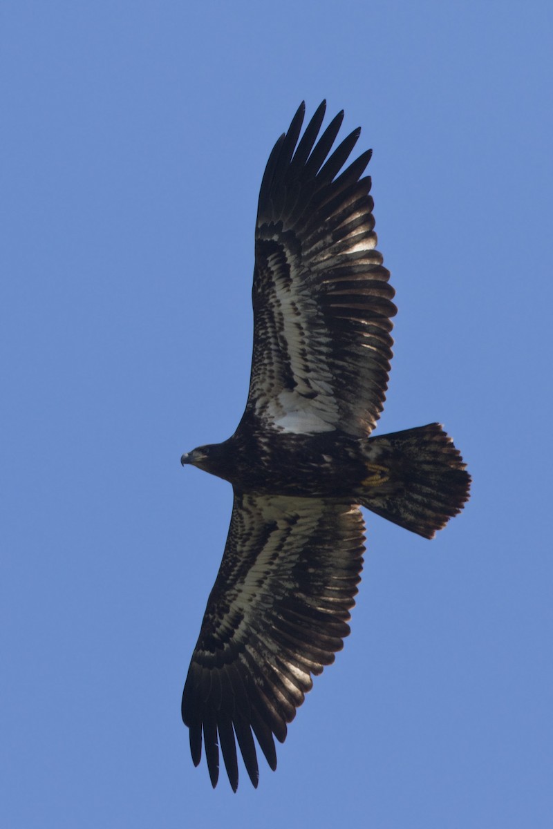 Bald Eagle - ML640702308
