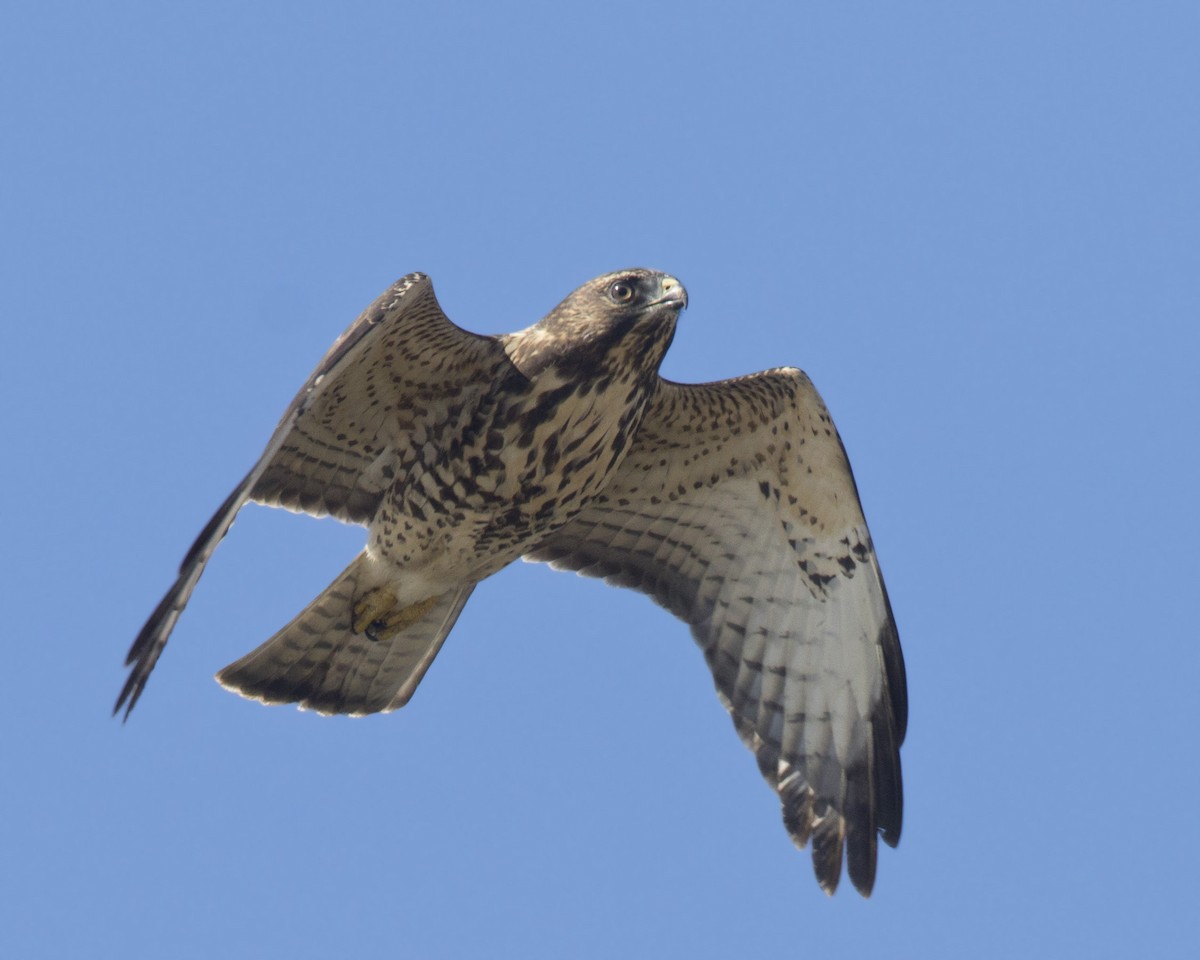 Broad-winged Hawk - ML640702320