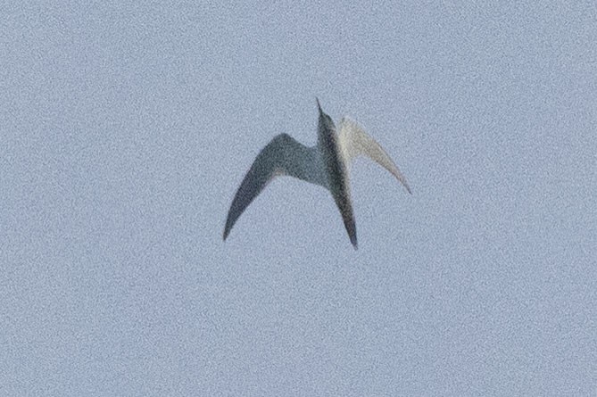 Sterna comune - ML640702321