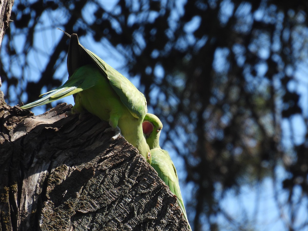 Rose-ringed Parakeet - ML640702324