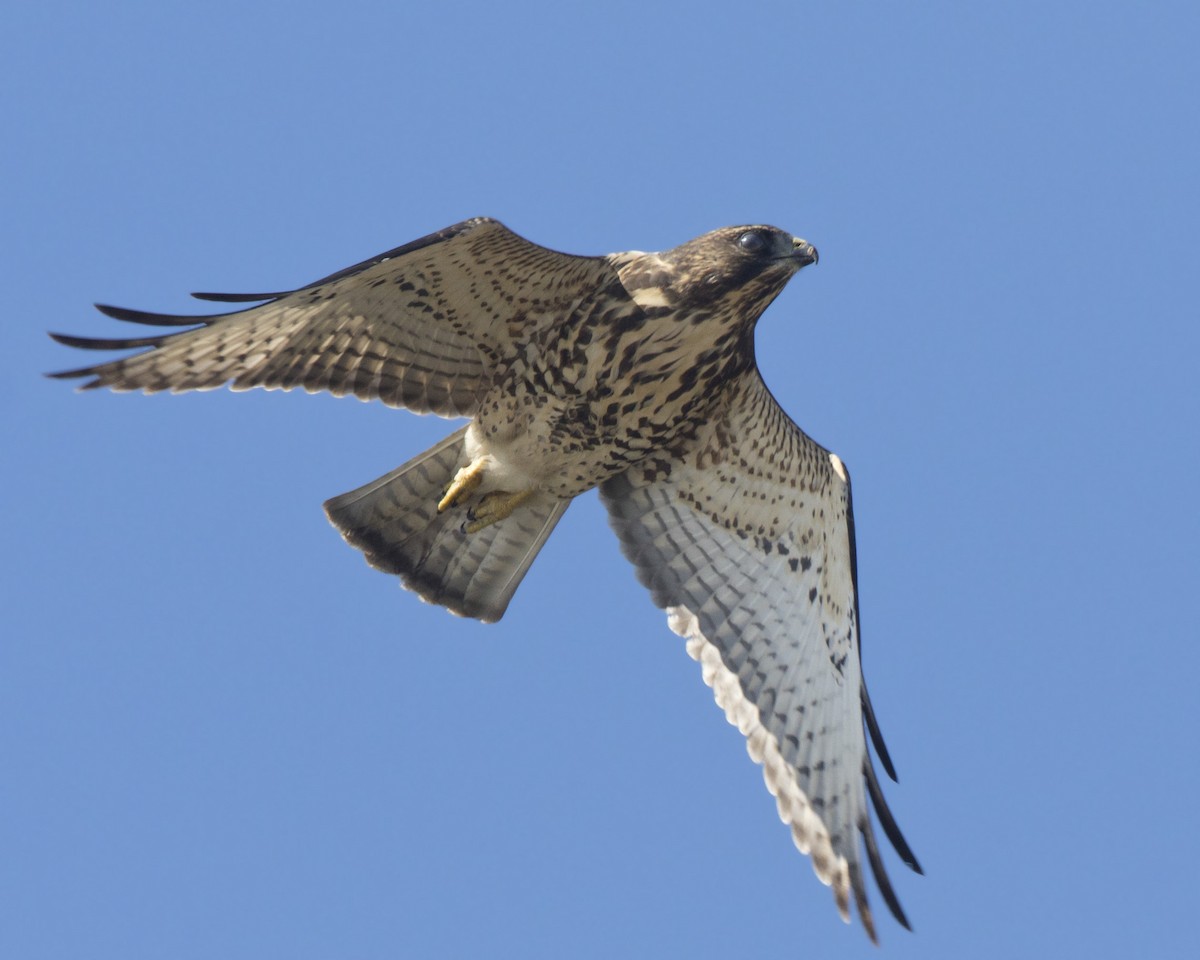 Broad-winged Hawk - ML640702326