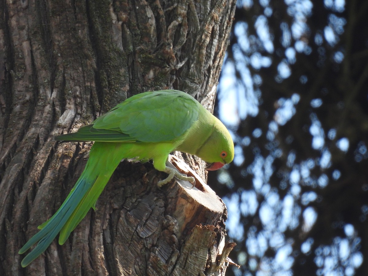 Rose-ringed Parakeet - ML640702334
