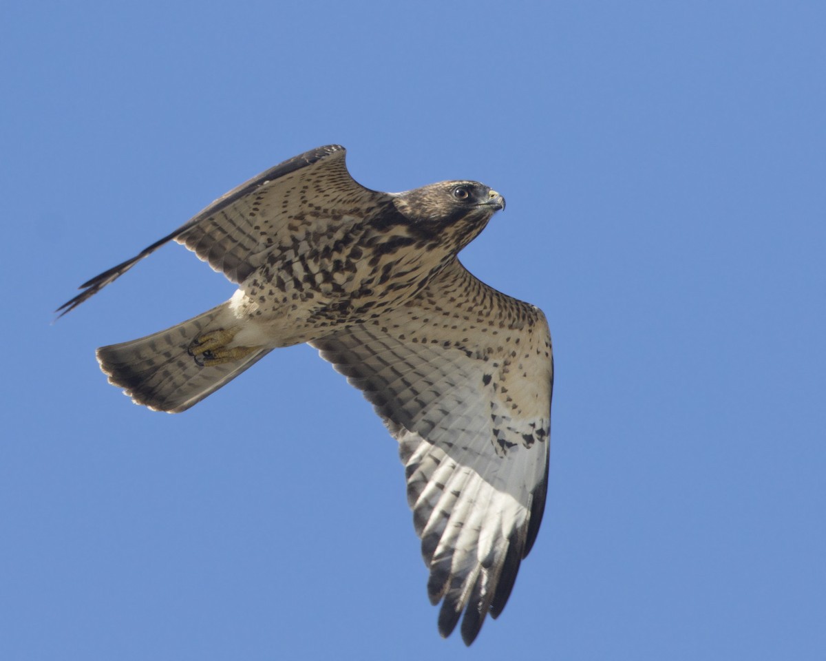 Broad-winged Hawk - ML640702335