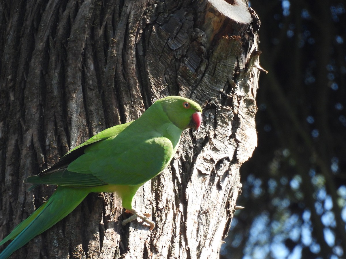 Rose-ringed Parakeet - ML640702339