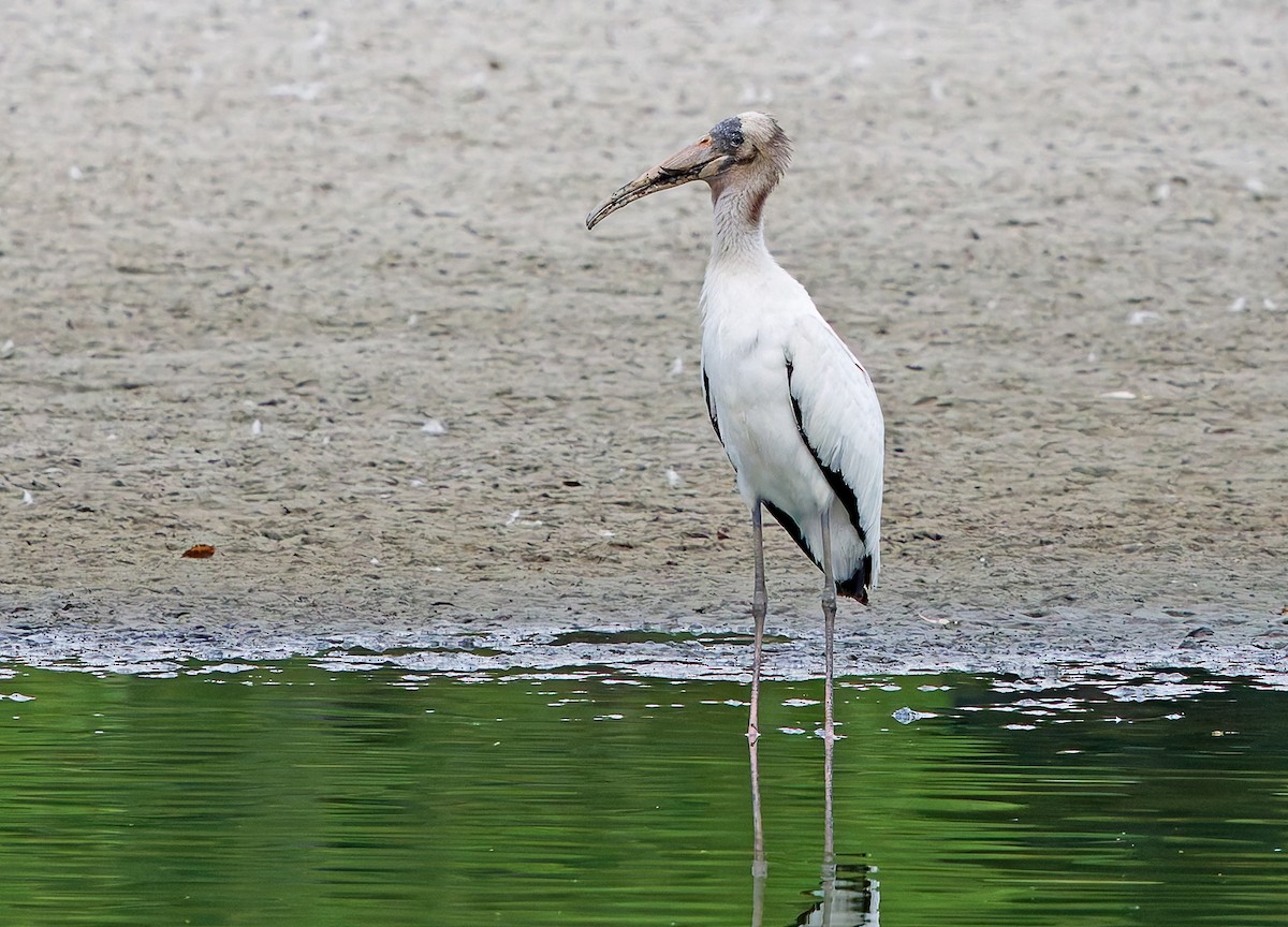 Wood Stork - ML640702362