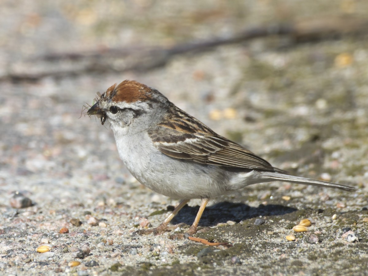 Chipping Sparrow - ML640702387