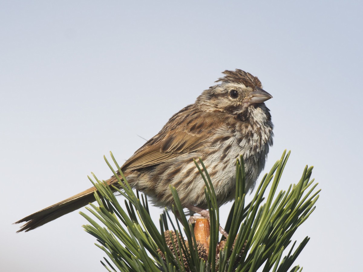 Song Sparrow - ML640702419