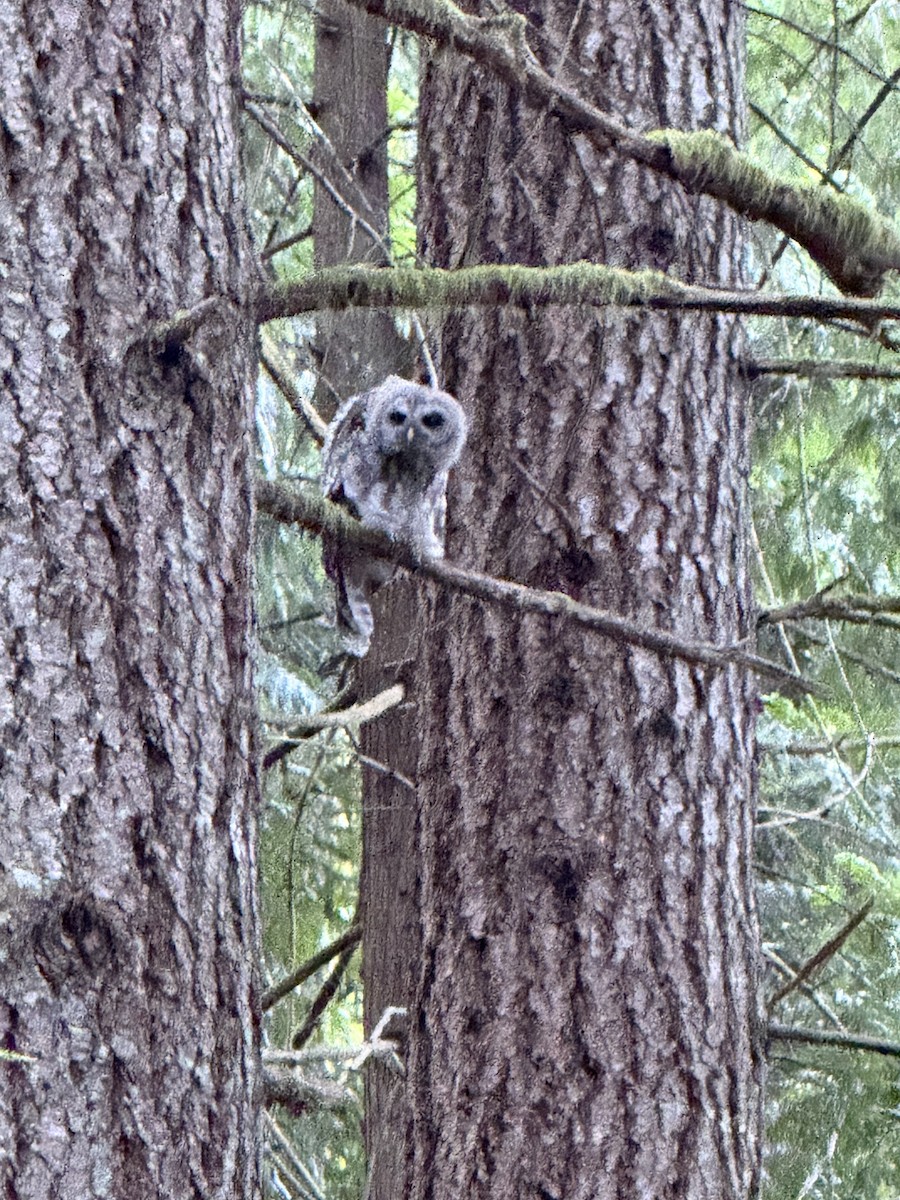 Barred Owl - ML640702446
