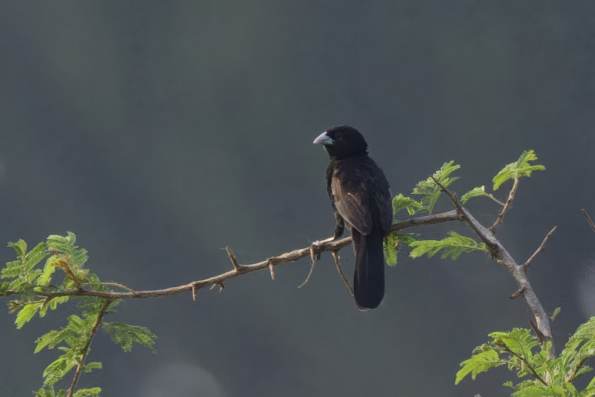 ハジロホウオウ - ML640702464