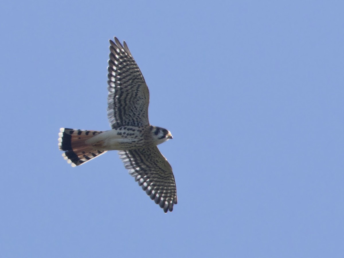 American Kestrel - ML640702474