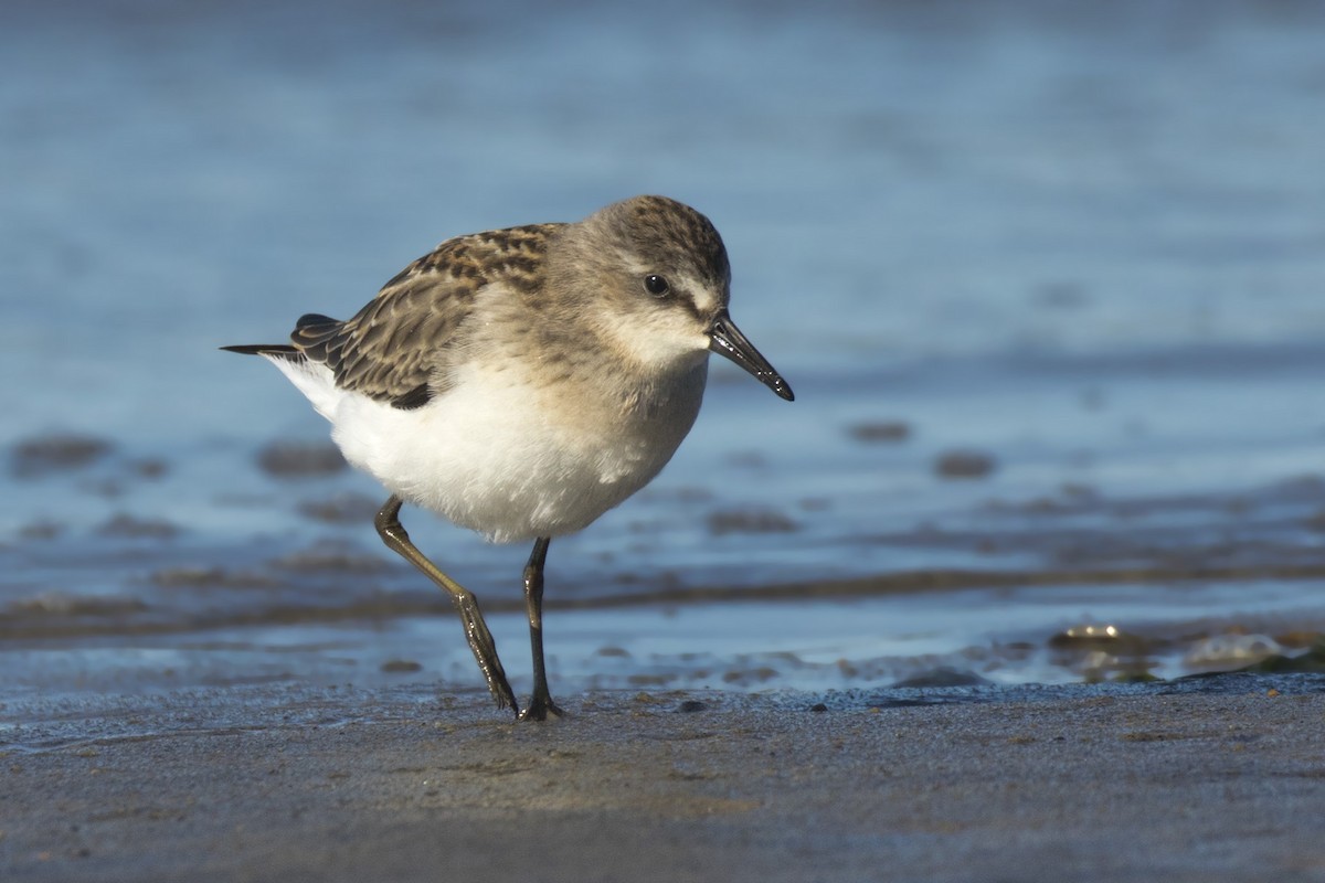 Semipalmated Sandpiper - ML640702482