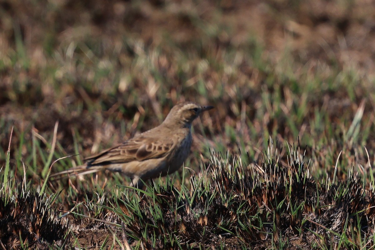 Buffy Pipit - ML640702490