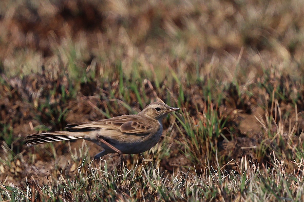 Buffy Pipit - ML640702491