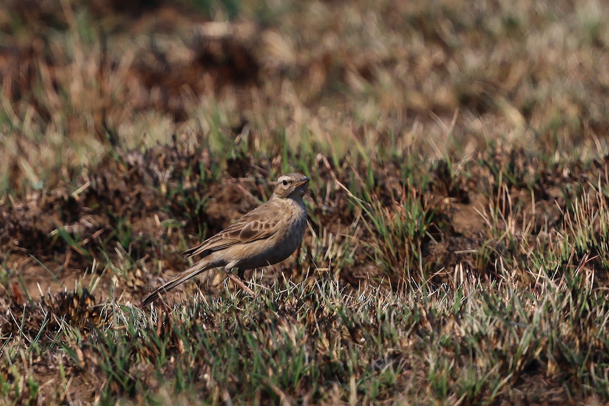 Buffy Pipit - ML640702492