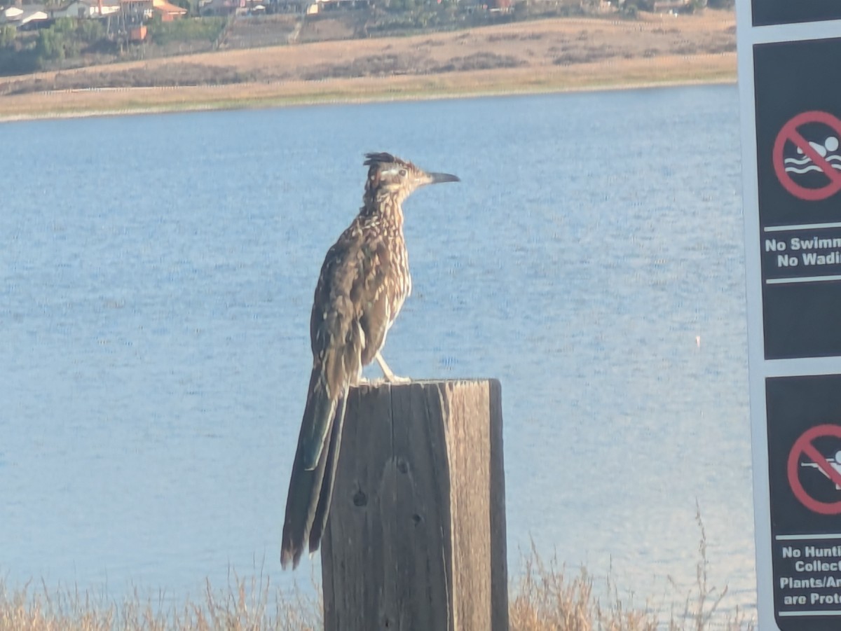 Greater Roadrunner - ML640702551
