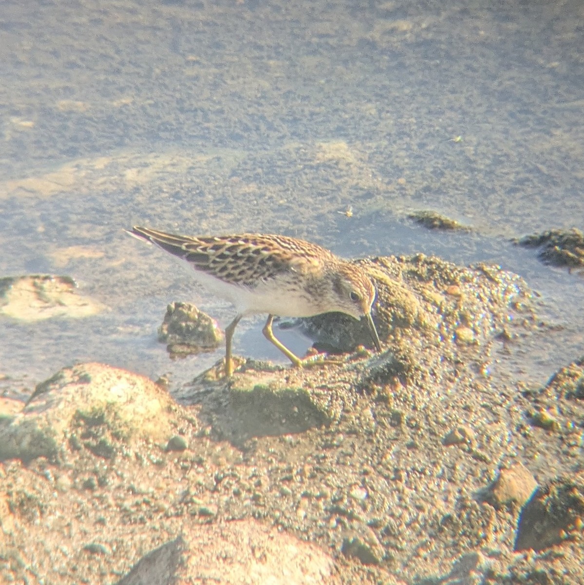 Least Sandpiper - ML640702556