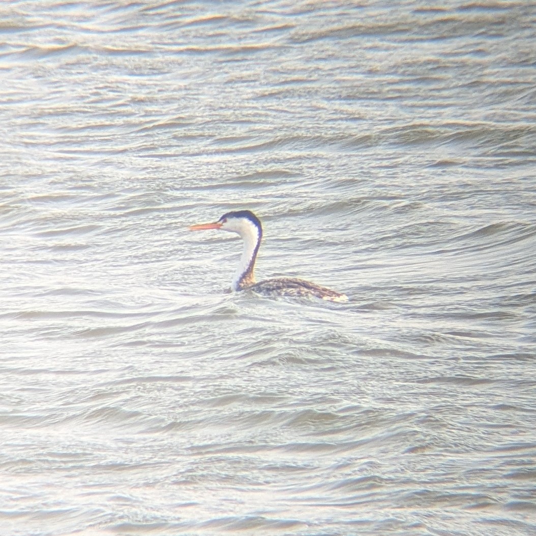 Clark's Grebe - ML640702564