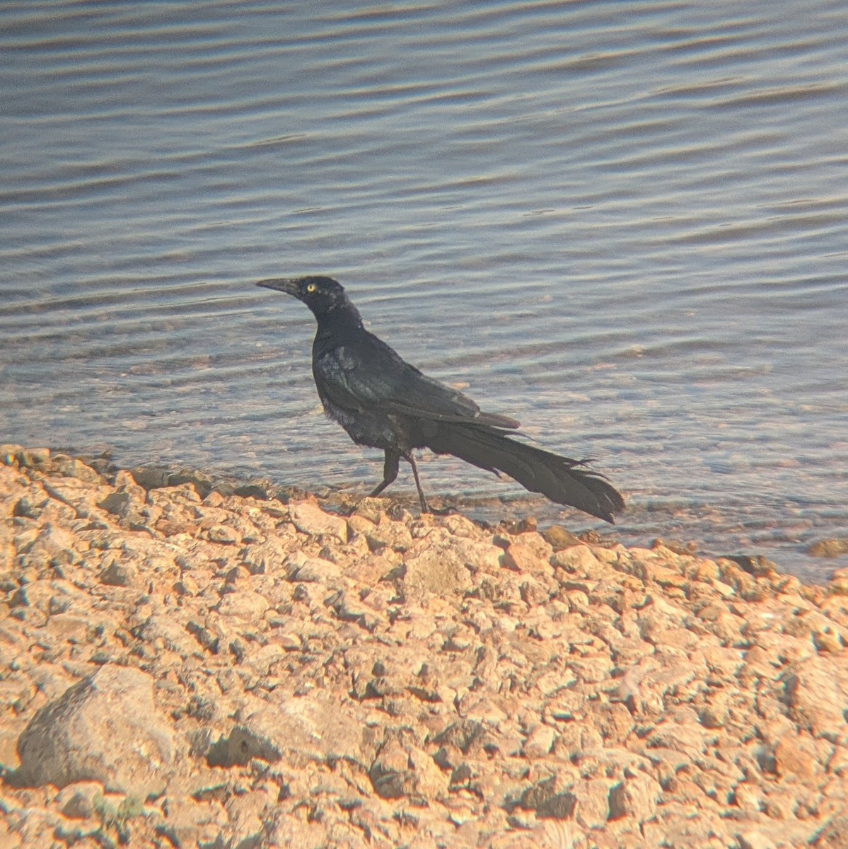 Great-tailed Grackle - ML640702569