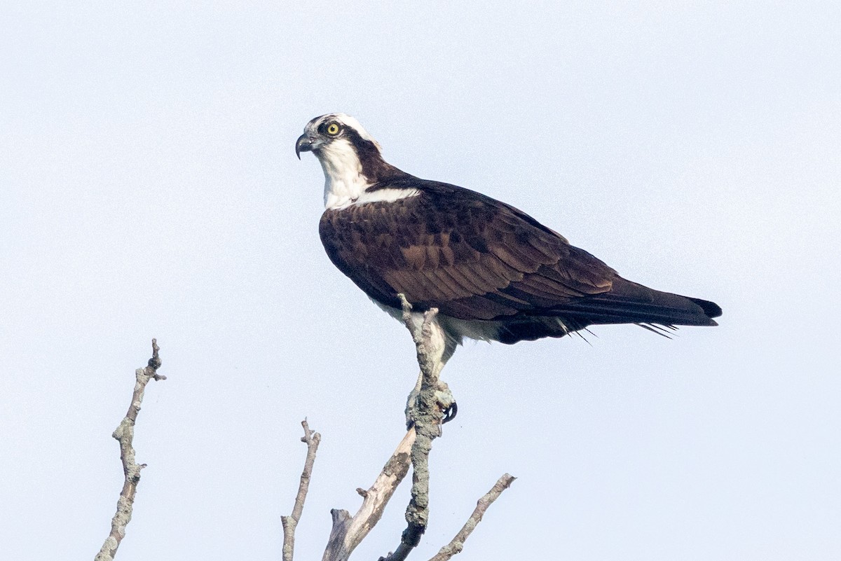 Falco pescatore - ML640702572