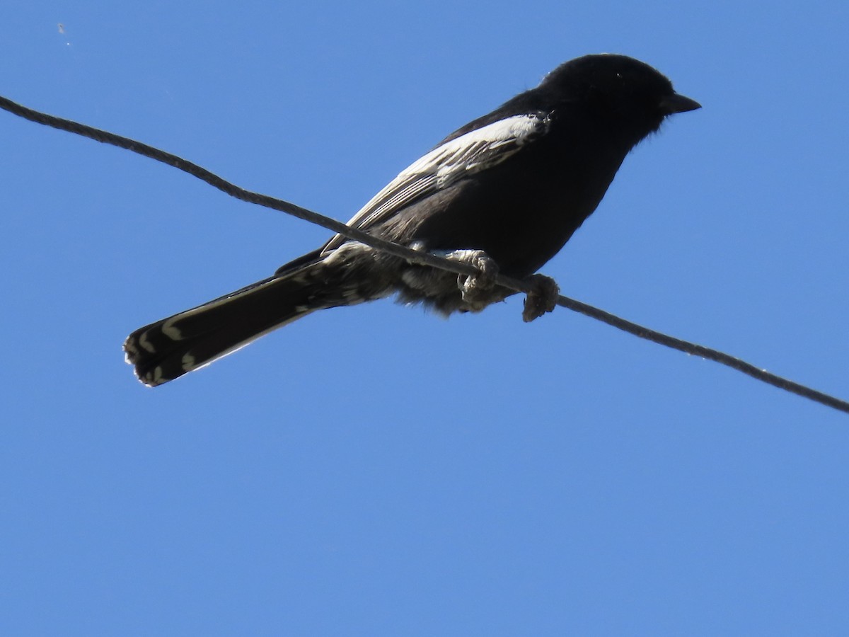 Southern Black-Tit - ML640702594