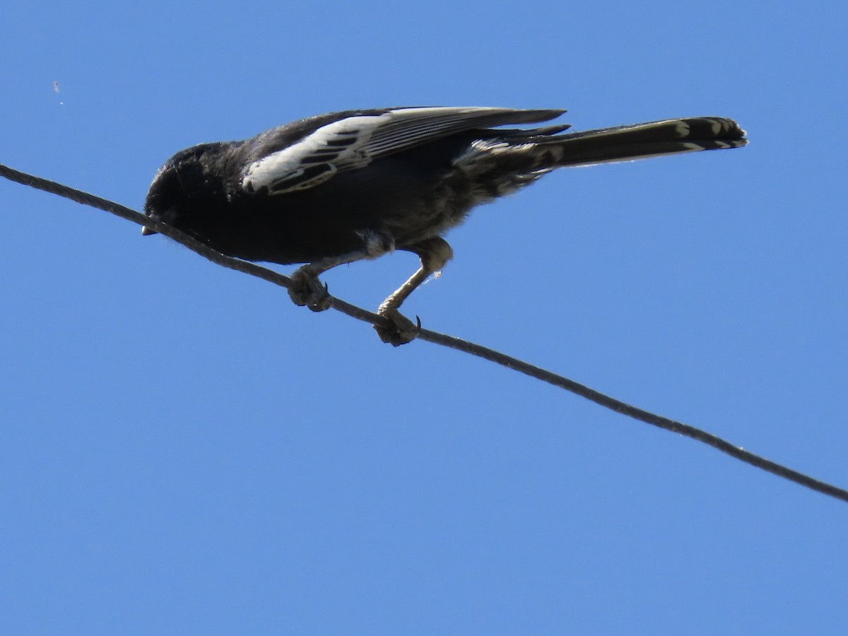 Southern Black-Tit - ML640702600