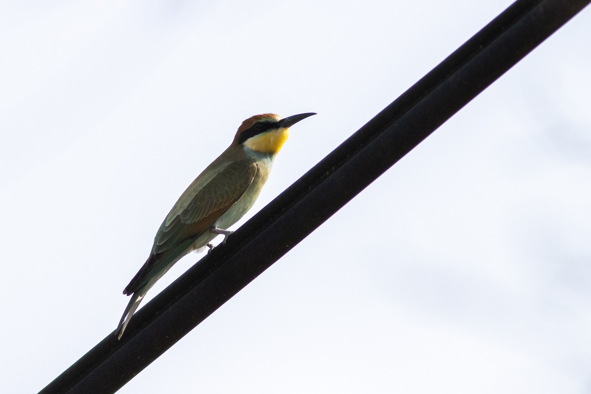 European Bee-eater - ML640702602