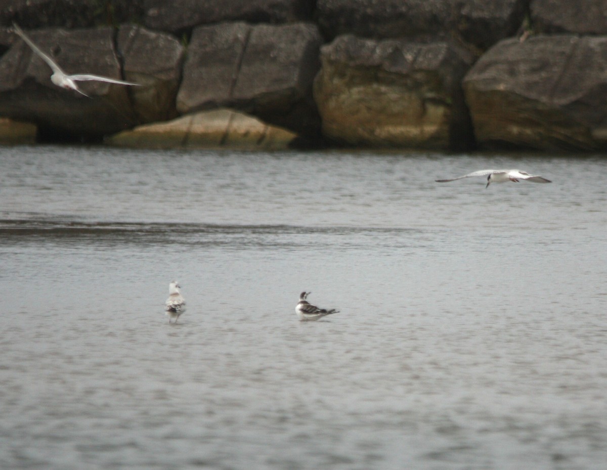 Little Gull - ML640702619