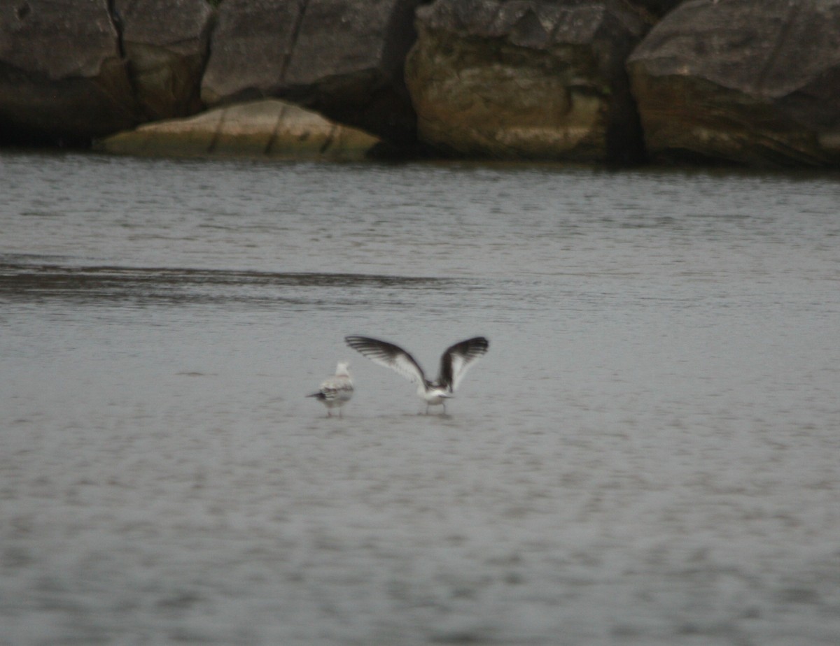 Little Gull - ML640702629
