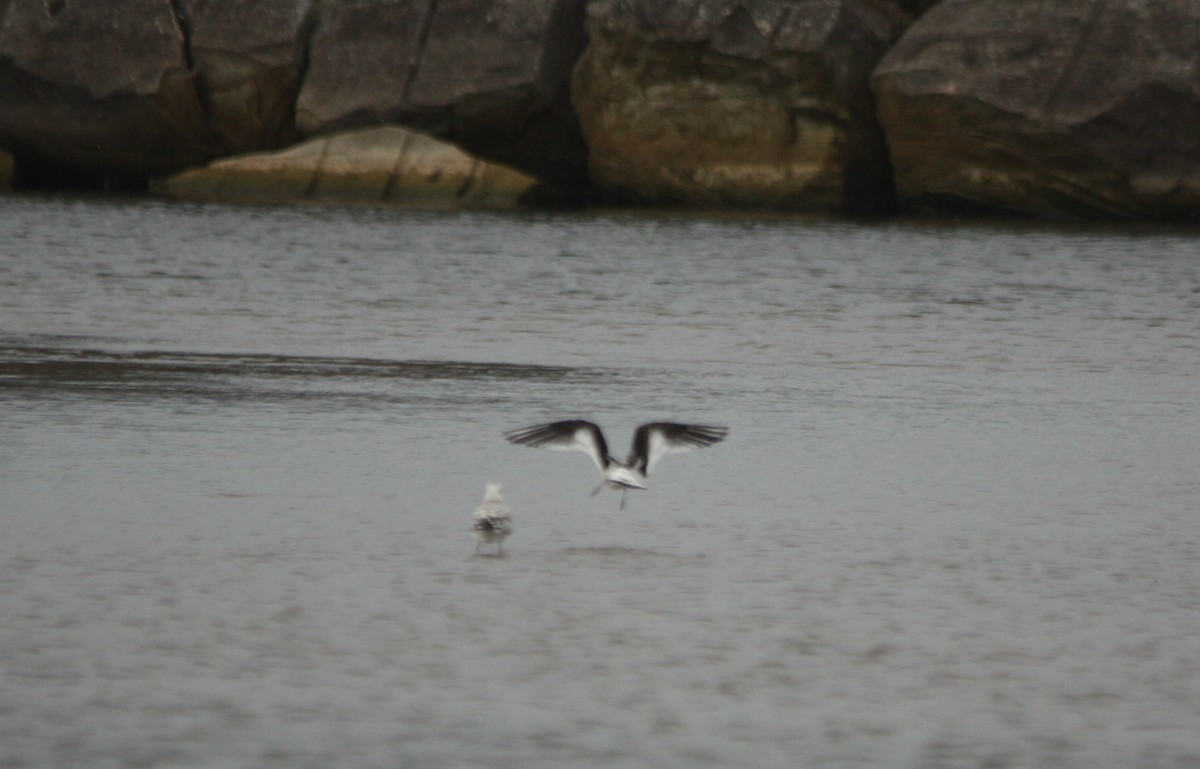 Little Gull - ML640702631